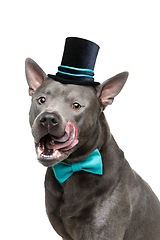 Image showing beautiful thai ridgeback dog in high hat and bow