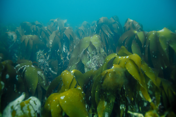 Image showing underwater landscape in Norway