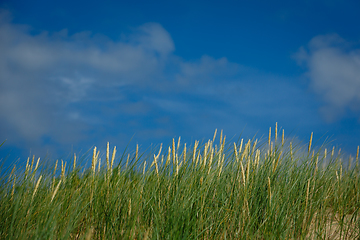 Image showing high green grass on sky background