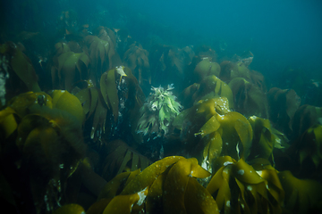 Image showing underwater landscape in Norway