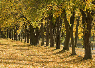 Image showing autumn