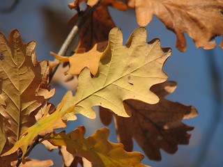 Image showing autumn oak leaves over blue sky