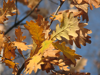 Image showing autumn oak leaves over blue sky 1