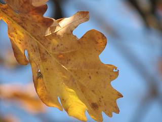 Image showing autumn oak leaf over blue sky 