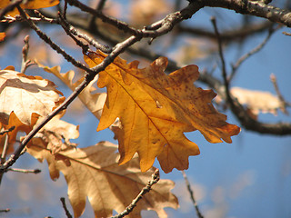 Image showing autumn oaks leaves over blue sky 2