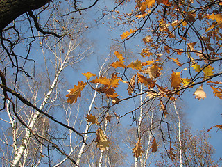 Image showing autumn oak leaves and birches 