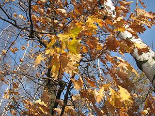 Image showing autumn oaks, birches and blue sky