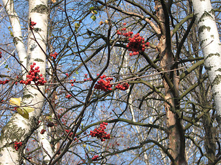 Image showing autumn oaks, birches and rowan-berry