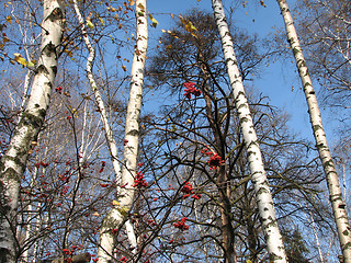 Image showing autumn oaks, birches and rowan-berry 1
