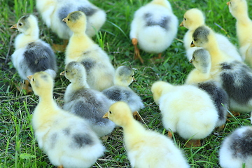 Image showing brood of goslings on the grass