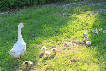 Image showing goslings with goose on the grass