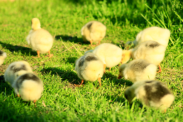 Image showing brood of goslings on the grass