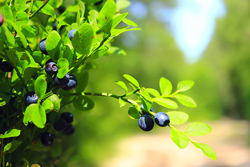 Image showing bush with bilberry in the forest