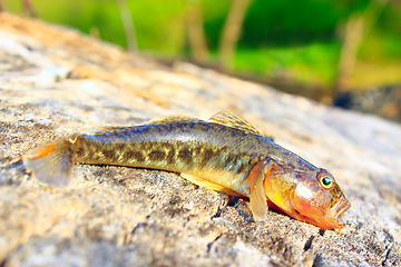 Image showing small caught gudgeon