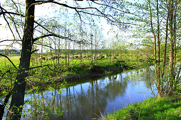 Image showing cows on the pasture near the river