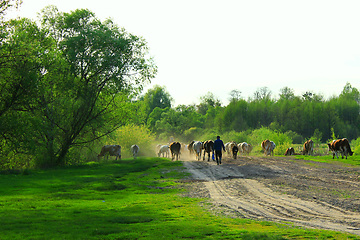 Image showing cows comes back from pasture with herder