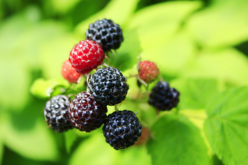 Image showing black raspberry on the bush