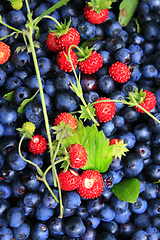 Image showing bilberries and wild strawberries