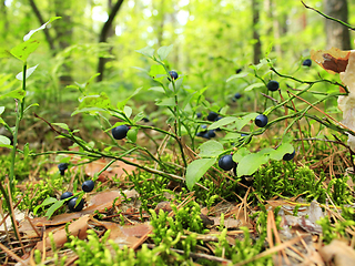 Image showing bush with bilberry in the forest