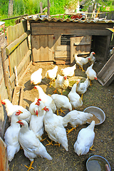 Image showing domestic hens on the poultry farm