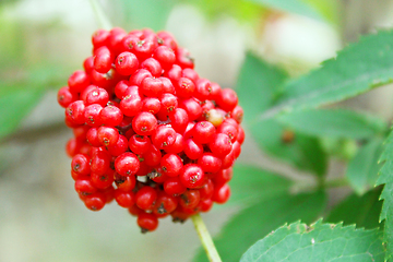 Image showing Branch with the wolf berries Sambucus racemosa