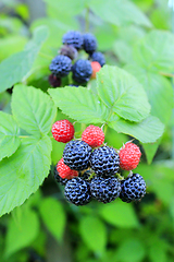 Image showing black raspberry on the bush