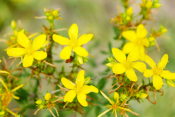 Image showing Yellow beautiful flowers of St.-John's wort
