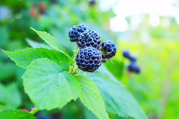 Image showing black raspberry on the bush