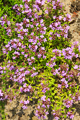 Image showing flowers of Oregano