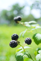 Image showing black raspberry on the bush