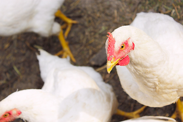 Image showing hens on the poultry farm