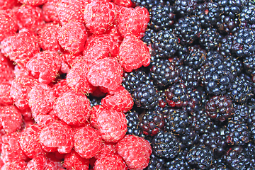 Image showing blackberry and red raspberry