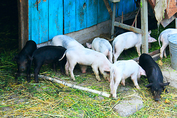 Image showing piglets on a farm