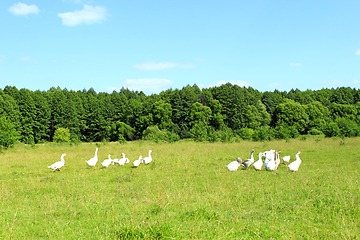 Image showing flight of white geese on the meadow near the forest