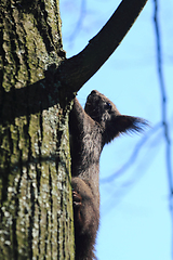 Image showing black squirrel on the tree