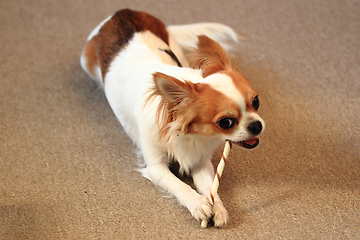 Image showing small chihuahua is eating dog snack
