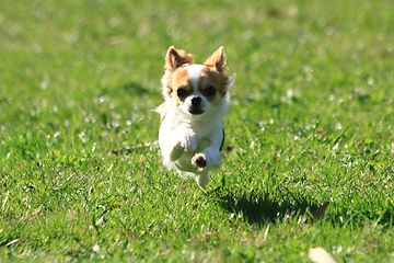 Image showing small chihuahua in the grass