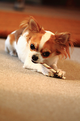 Image showing small chihuahua is eating dog snack