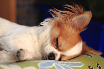 Image showing small chihuahua is sleeping