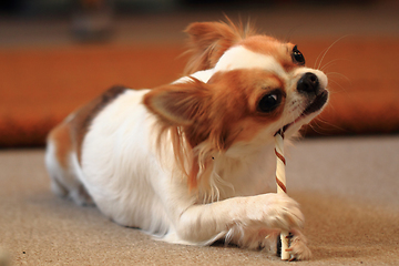 Image showing small chihuahua is eating dog snack