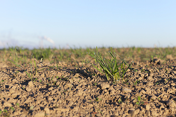 Image showing young grass plants, close-up