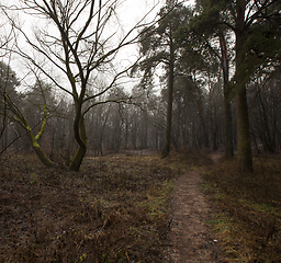 Image showing Autumn forest without trees