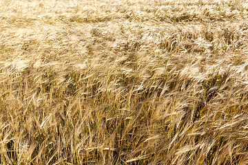 Image showing mature yellowed grass