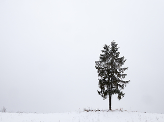 Image showing one fir covered snow