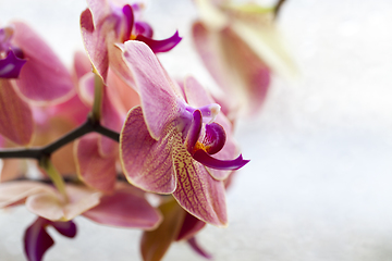 Image showing Orchid flower, close-up