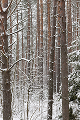 Image showing Trunks of pine in winter