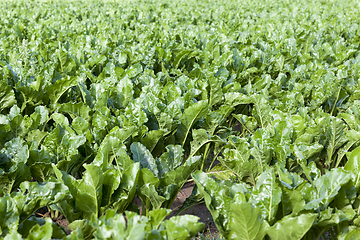 Image showing green leaves beetroot