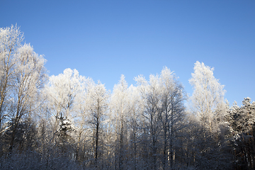 Image showing hoarfrost on the branches of trees