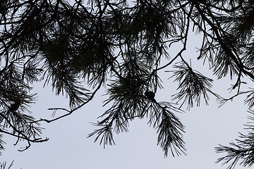 Image showing Winter forest, close-up