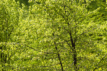 Image showing green foliage of linden